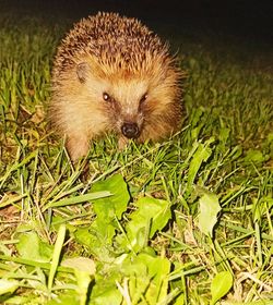 Close-up of an animal on grass