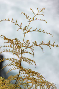 Low angle view of plant outdoors