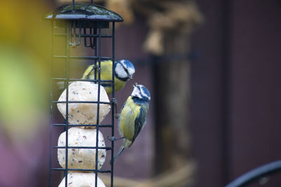 View of bird perching in cage