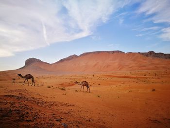 Pure uae desert