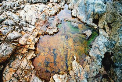 Close-up of lichen on rock