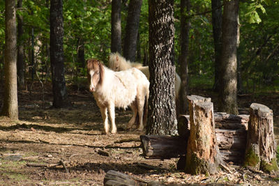 Horse standing in a forest