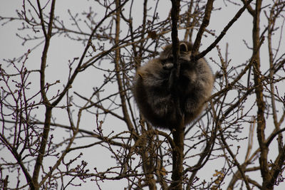 Low angle view of monkey sitting on bare tree