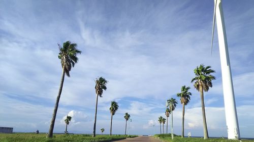 Low angle view of palm trees on field against sky