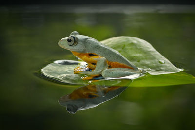 Close-up of frog