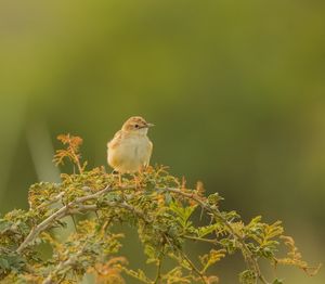 Close-up of bird perching on leaf