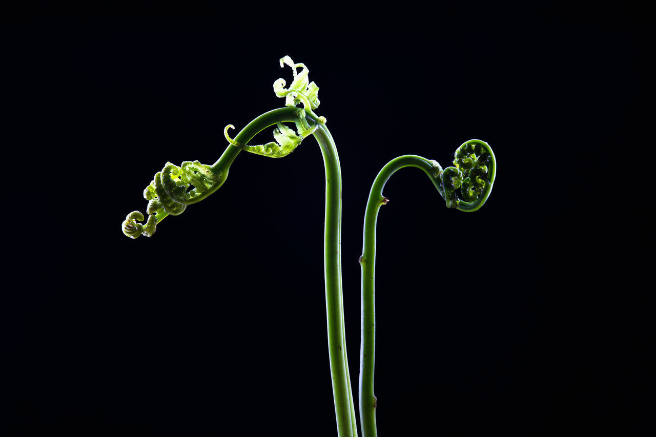 CLOSE-UP OF GREEN PLANT