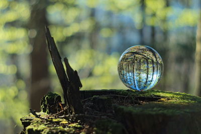 Close-up of crystal ball on tree stump in forest