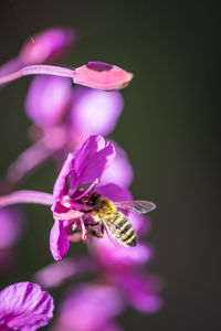 Close-up of bee pollinating on purple flower