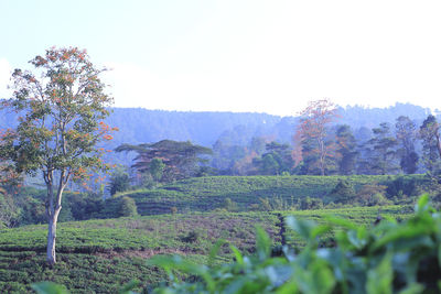 Scenic view of field against clear sky