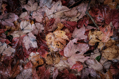 Close-up of fallen maple leaves