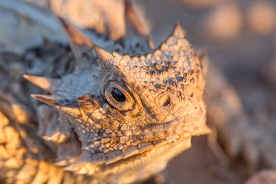 Close-up of lizard