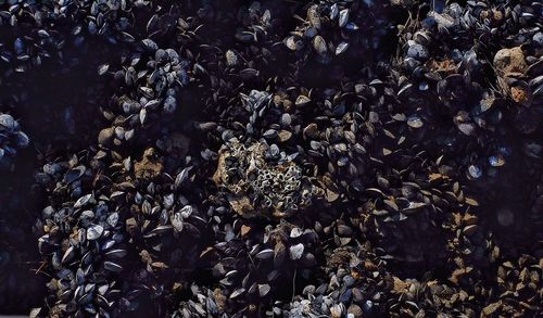 High angle view of mussels