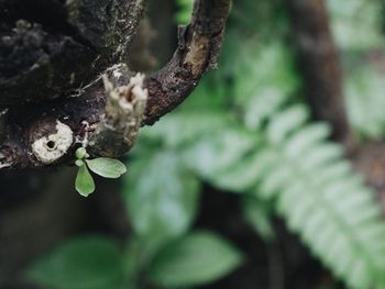 Close-up of leaf on tree trunk