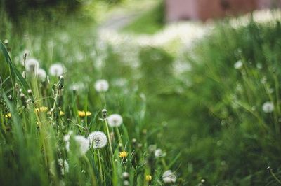 White flower in field