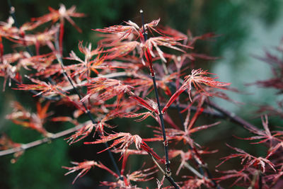 Close-up of leaves on branch