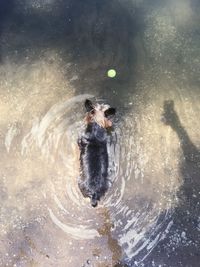 Dog swimming in lake