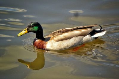 Close-up of duck swimming on lake