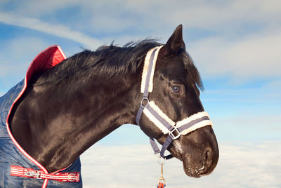 Close-up of horse against sky