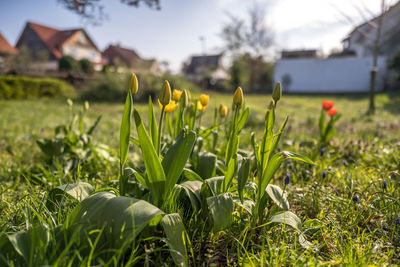 Close-up of yellow flowering plants on field