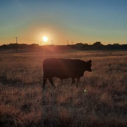 View of cow on field during sunset