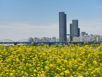 Plants growing on field against sky