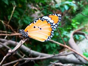 Close-up of butterfly pollinating flower