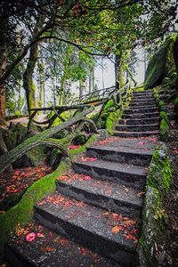 Staircase amidst trees in park