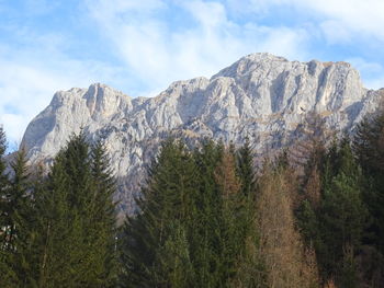 Scenic view of pine trees against sky