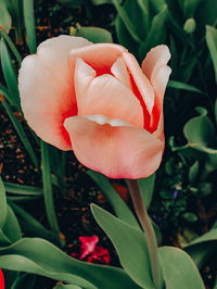 Close-up of red rose