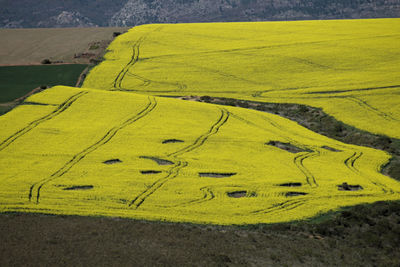 Scenic view of agricultural field