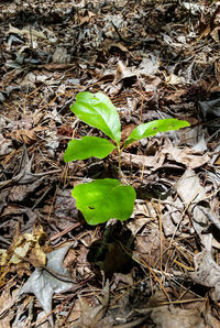 Close-up of leaves