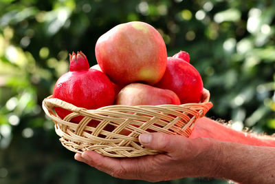 Close up of human hands holding a basket of apples and pomegranates.