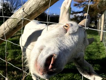 Close-up of horse on field