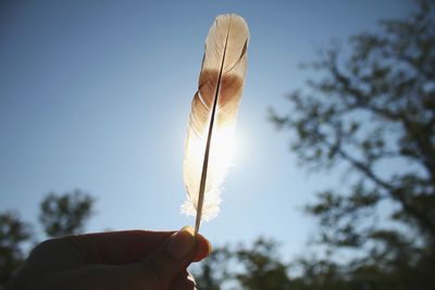 Low angle view of hand holding feather against sky