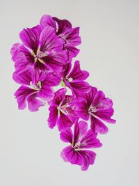 Close-up of pink flowering plant against white background