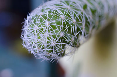 Close-up of cactus plant