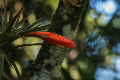 Close-up of red flower