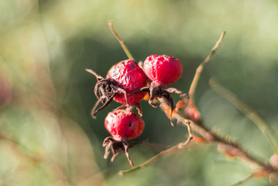 Close-up of red berries on plant