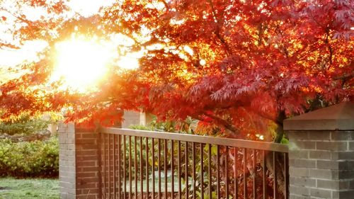 Trees in park during autumn