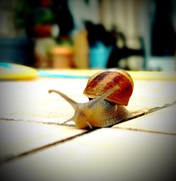 snail