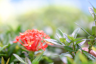 Close-up of red flowering plant