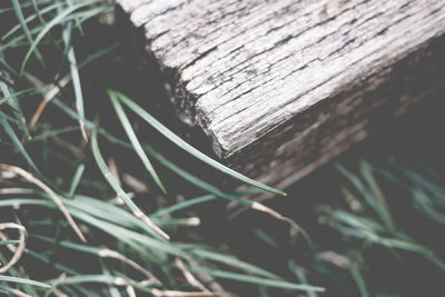 Close-up of wooden plank