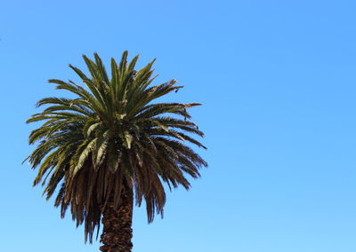 Palmtree against sky, melbourne, australia 