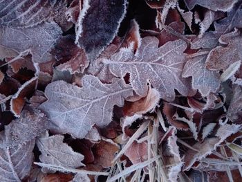 Full frame shot of frozen water