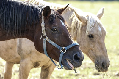 Horses in ranch