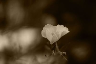 Close-up of flower against blurred background