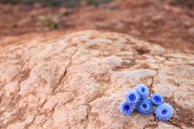 Close-up of blue flower on sand