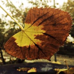 Close-up of a leaf