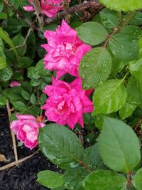 Close-up of raindrops on pink rose leaves